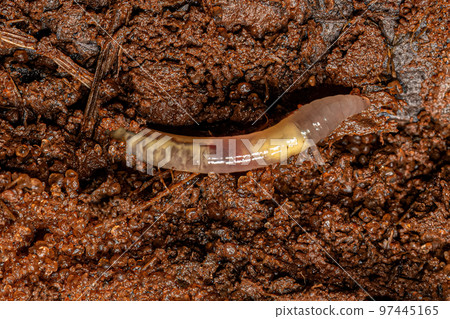 Small Earthworm Arthropod Small Earthworm Arthropod 97445165