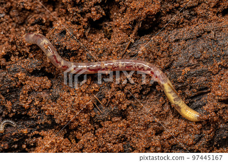Small Earthworm Arthropod Small Earthworm Arthropod 97445167