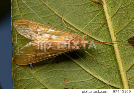 Adult Caddisfly Insect Adult Caddisfly Insect 97445169