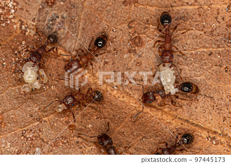 Adult Bicolored Pennant Ants with larvas Adult Bicolored Pennant Ants with larvas 97445173
