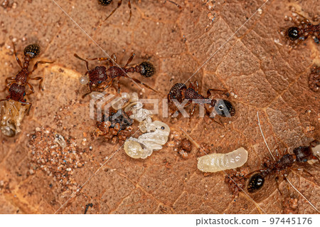 Adult Bicolored Pennant Ants with larvas 97445176
