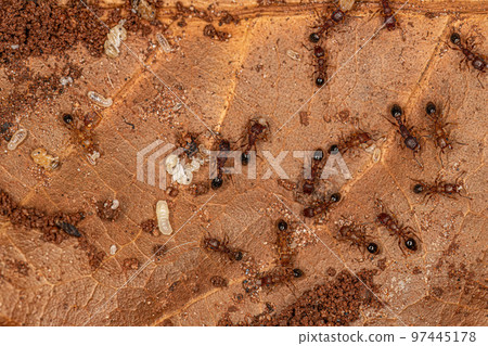Adult Bicolored Pennant Ants with larvas 97445178