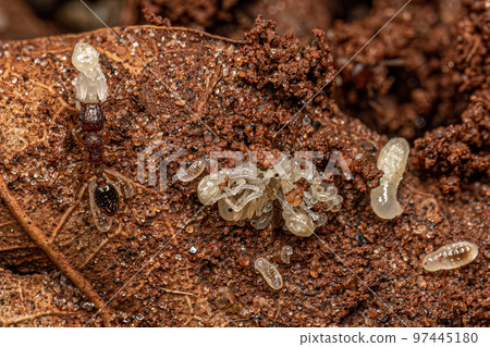Adult Bicolored Pennant Ants with larvas 97445180