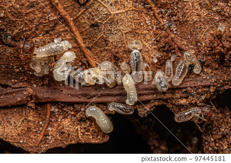 Adult Bicolored Pennant Ants with larvas 97445181