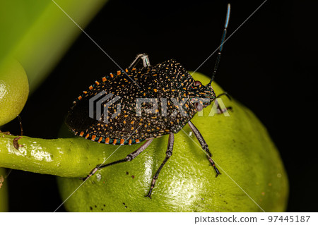 Adult Stink Bug Adult Stink Bug 97445187