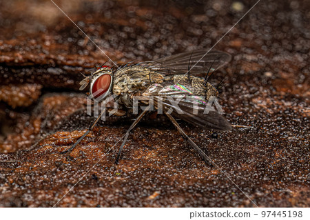 Adult Bristle Fly Adult Bristle Fly 97445198