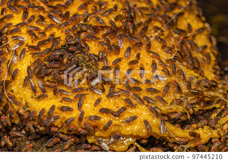 Adult African Fig Flies Adult African Fig Flies 97445210