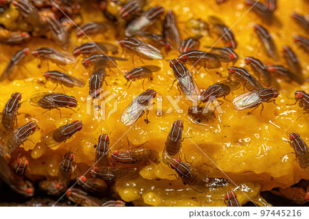 Adult African Fig Flies 97445216