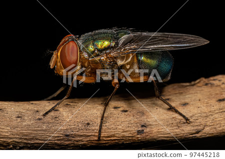 Adult Blow Fly 97445218