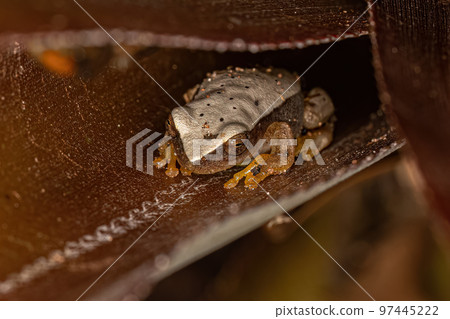 White Tree Frog White Tree Frog 97445222