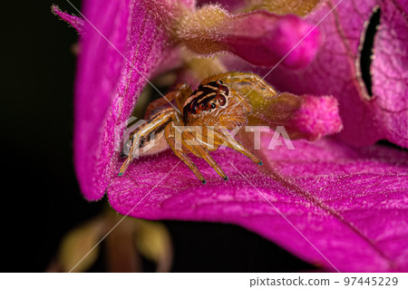 Small Jumping Spider Small Jumping Spider 97445229