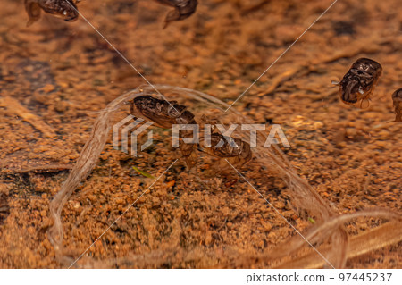 Culicine Mosquito Insect Larva Culicine Mosquito Insect Larva 97445237