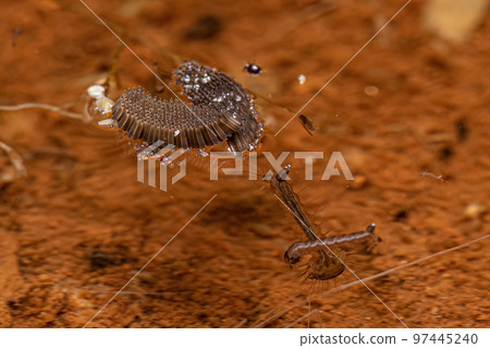 Culicine Mosquito Insect Eggs 97445240