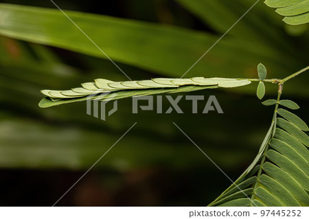 Small Sensitive Plant Small Sensitive Plant 97445252