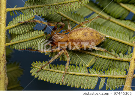 Adult Female Ghost Spider Adult Female Ghost Spider 97445305