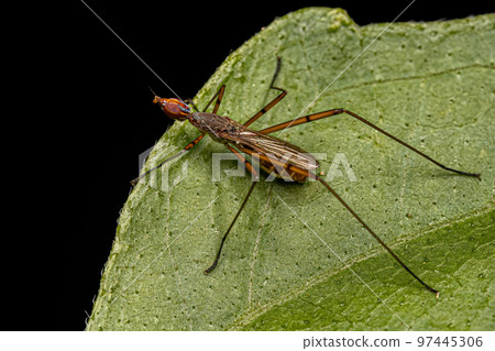 Adult Stilt-legged Fly Adult Stilt-legged Fly 97445306