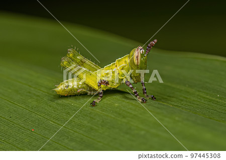 Short-horned Grasshopper Nymph Short-horned Grasshopper Nymph 97445308