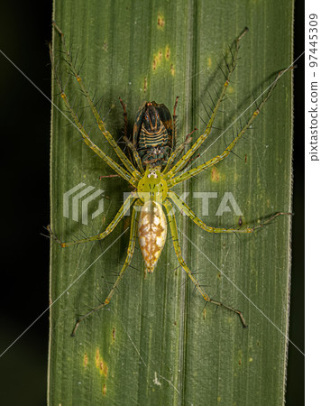 Adult Female Nursery Web Spider preying on an adult Typical Leafhopper Adult Female Nursery Web Spider preying on an adult Typical Leafhopper 97445309