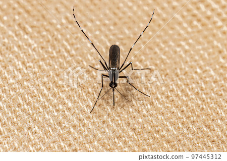 Adult Asian Tiger Mosquito Adult Asian Tiger Mosquito 97445312