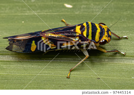 Adult Typical Leafhopper Adult Typical Leafhopper 97445314