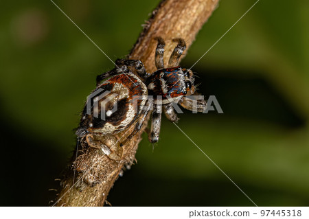 Adult Female Jumping Spider 97445318