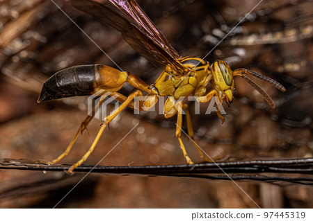 Adult Gregarious Paper Wasp Adult Gregarious Paper Wasp 97445319