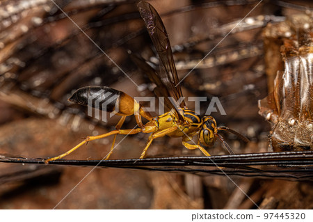 Adult Gregarious Paper Wasp Adult Gregarious Paper Wasp 97445320