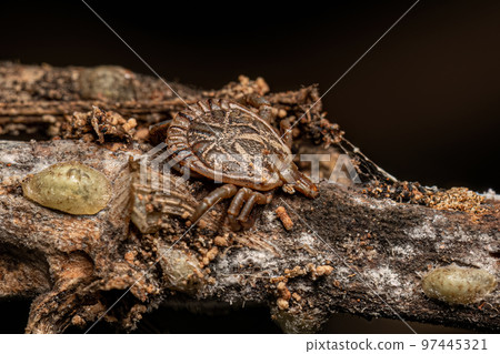 Male Adult Cayenne Tick 97445321