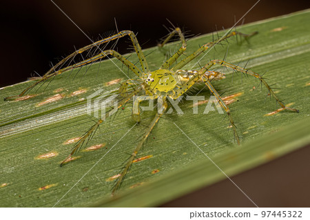 Small Male Nursery Web Spider 97445322