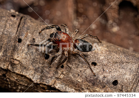Male Adult Jumping Spider Male Adult Jumping Spider 97445334