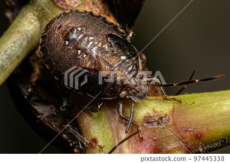 Stink bug Nymph Stink bug Nymph 97445338