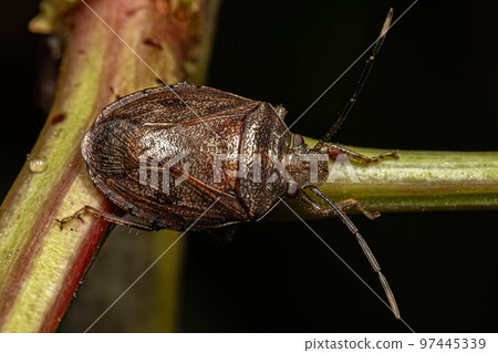 Adult Stink bug Adult Stink bug 97445339