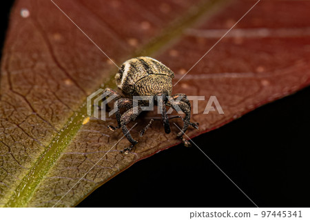 Adult true Weevil Adult true Weevil 97445341