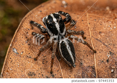Adult Male Jumping Spider Adult Male Jumping Spider 97445353