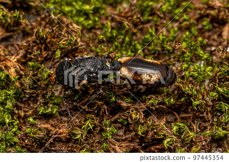 Adult Black Queen Turtle Ant Adult Black Queen Turtle Ant 97445354