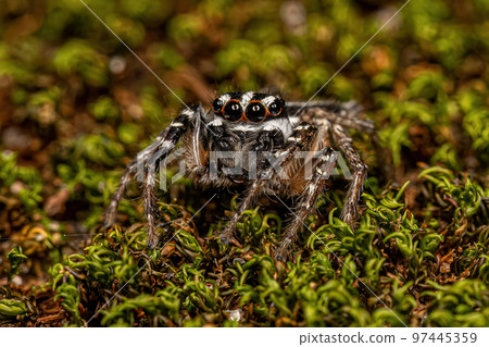 Adult Male Jumping Spider Adult Male Jumping Spider 97445359
