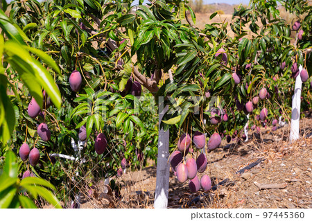 Ripe mango on a branch in garden Ripe mango on a branch in garden 97445360