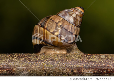 Common Land Snail Common Land Snail 97445372