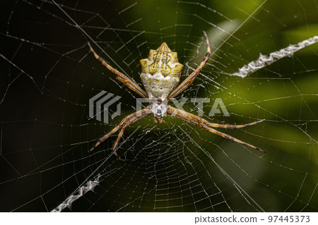 Adult Female Silver Garden Orbweaver Adult Female Silver Garden Orbweaver 97445373