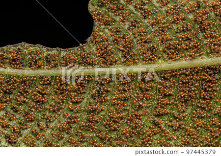 Sporangia on the leaves of a fern 97445379