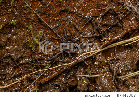 Adult Gonyleptid Harvestmen Adult Gonyleptid Harvestmen 97445398