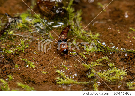 Small Rove Beetle Small Rove Beetle 97445403