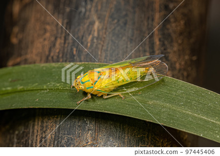 adult Typical Leafhopper 97445406