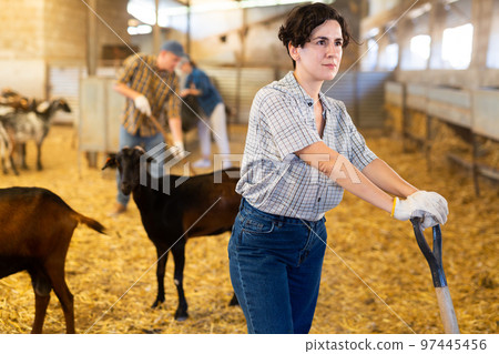 Female farmer picking up hay with pitchfork to feed the goats at family farm Female farmer picking up hay with pitchfork to feed the goats at family farm 97445456
