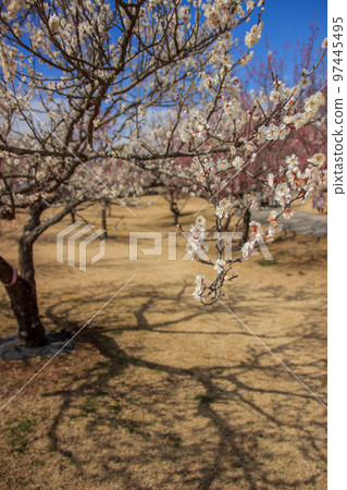 Scenery of plum blossoms in early spring Odawara Scenery of plum blossoms in early spring Odawara 97445495