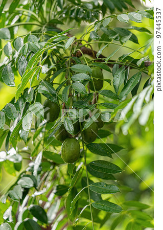 Mombins Tree Fruit Mombins Tree Fruit 97445537