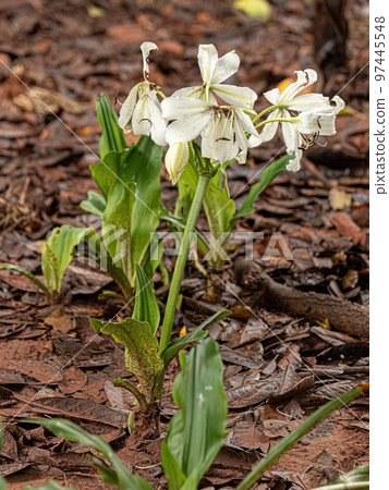 White Swamp Lilly Flower 97445548