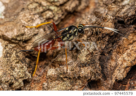 Adult Ichneumonid Wasp Adult Ichneumonid Wasp 97445579