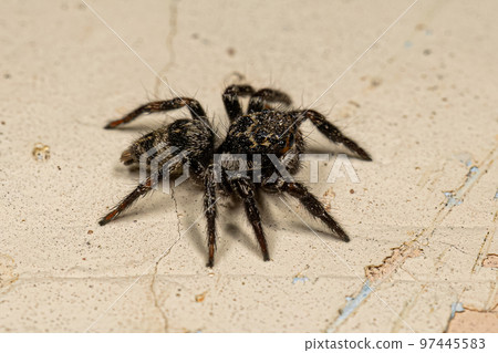 Small jumping spider 97445583