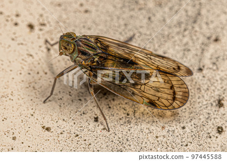 Adult Small Planthopper Insect Adult Small Planthopper Insect 97445588